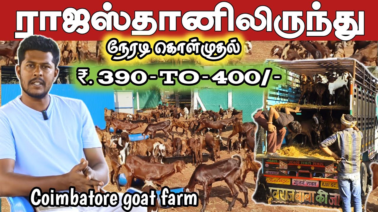 ராஜஸ்தான் ஆடுகள் /ரூ.390-to-400-க்கு / நேரடி கொள்முதல் விற்பனை