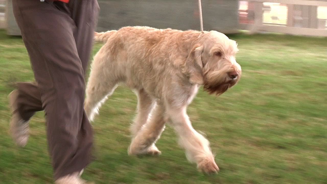 Bournemouth Championship Dog Show 2013 Gundog group