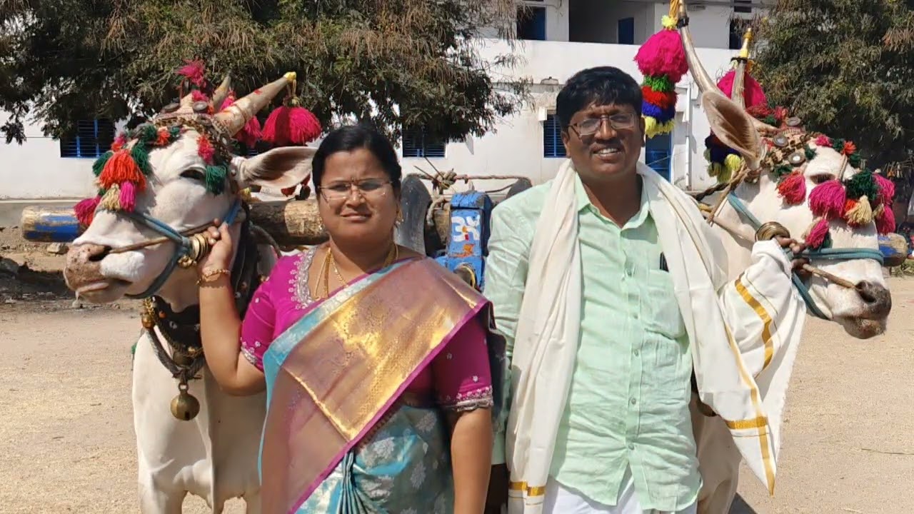 Sankranti celebrations 