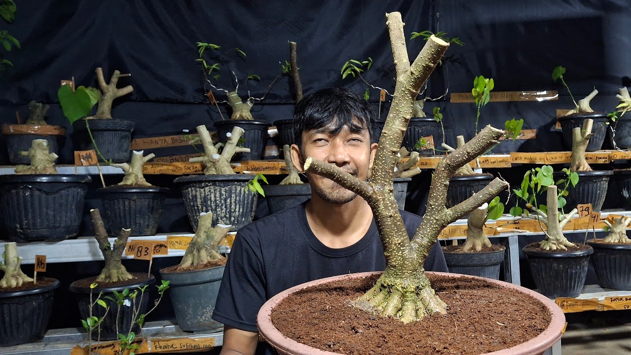 BONSAI ANTING PUTRI PROKAR INDAH MURCE GAS POL BOLO