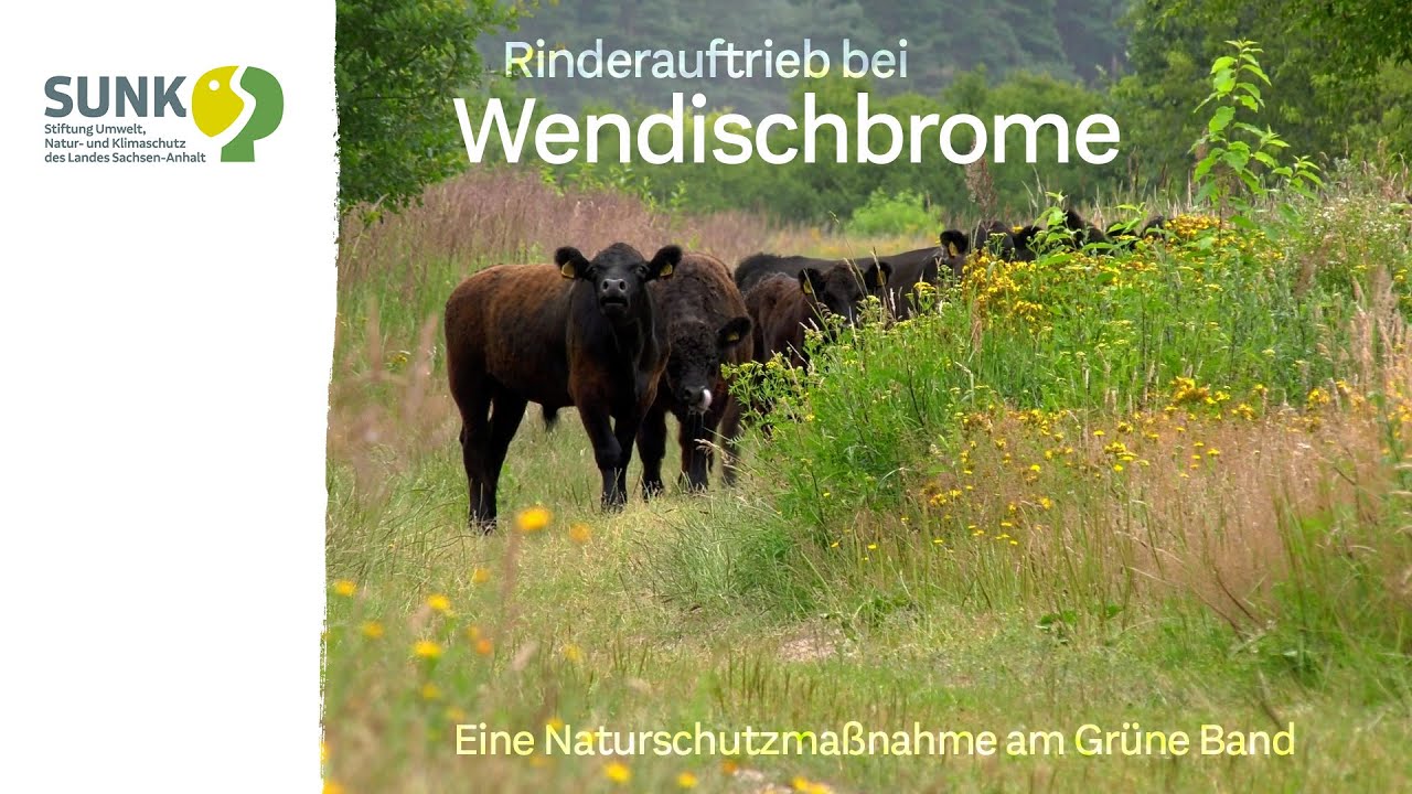 Das Grüne Band - Beweidung von Naturschutzflächen mit Galloway-Angus-Rindern