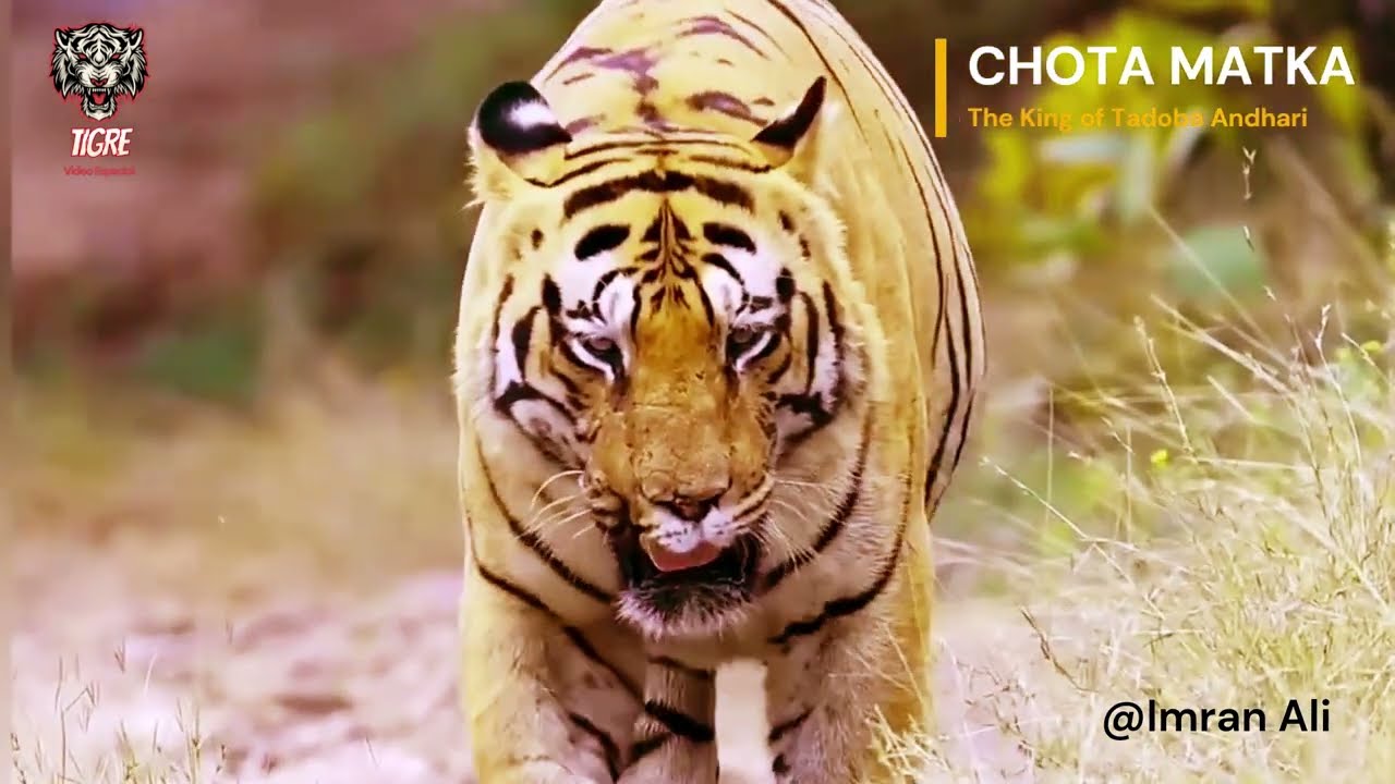 CHOTA MATKA | El Rey de Tadoba (The King of Tadoba) #nature #animals #viral #tiger #india