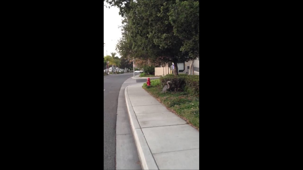 Great Blue Heron in Goleta, CA