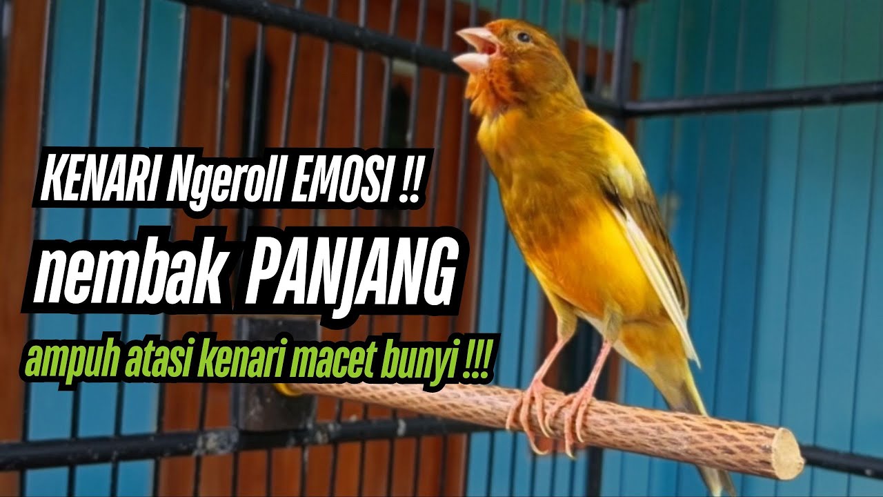Pancingan KENARI gacor NGEREK!! untuk masteran kenari paud & terapi kenari macet bunyi agar gacor