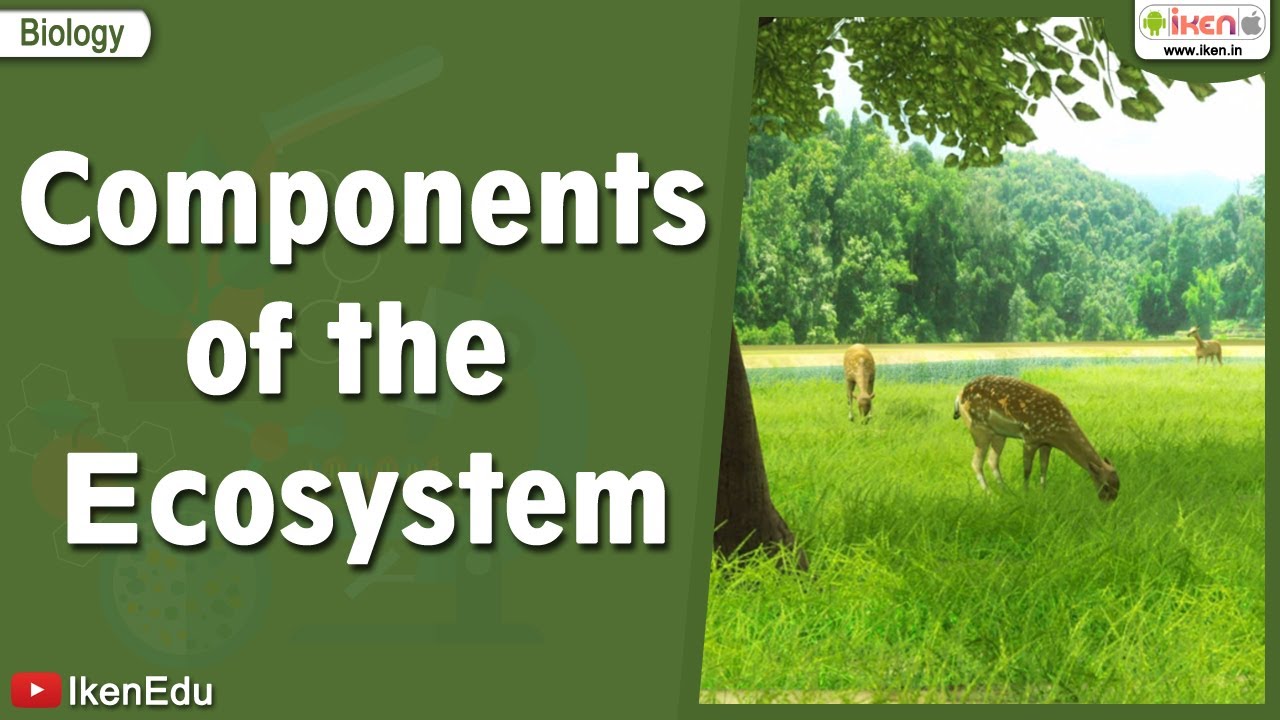 Components of the Ecosystem | Science videos | iKen | iKen Edu | iKen App
