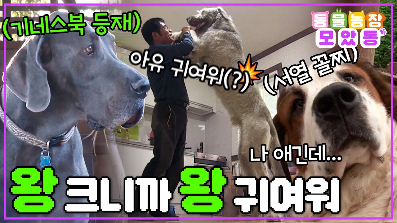 [#모았동물농장] 우리집 강아지가 좀 커요, 한 170cm 이상 정도?🤯 역대급 대형견들 여기 다 모여라!🐕 #TV동물농장 #AnimalFarm #SBSstory