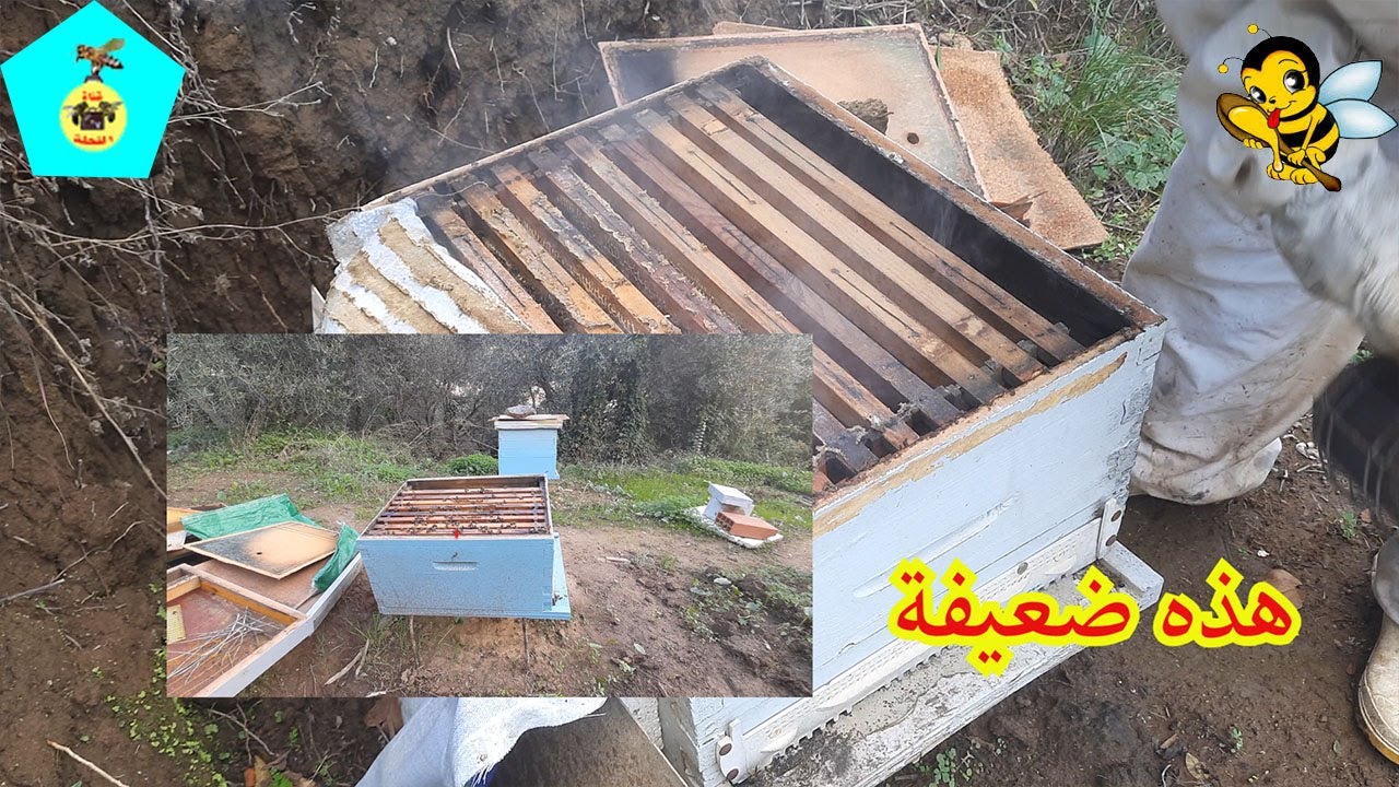 كيف نعرف أن الخلية ضعيفة أو قوية وانتج منها العسل