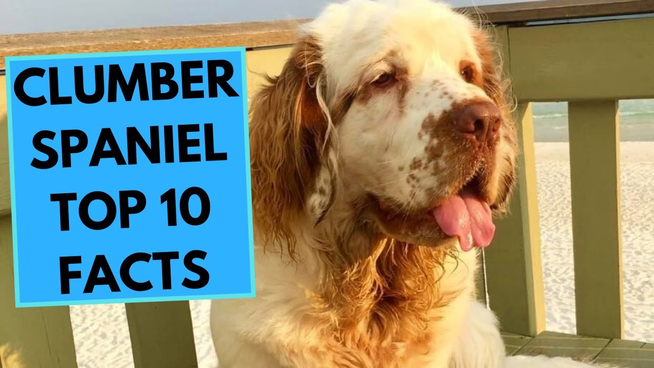 Clumber Spaniel - TOP 10 Interesting Facts