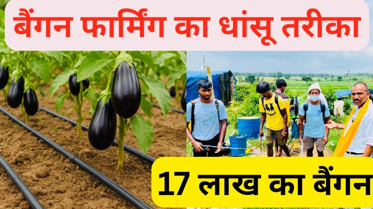 झारखंड में बैंगन की Advance खेती | Advance Drip and Grafting Farming 