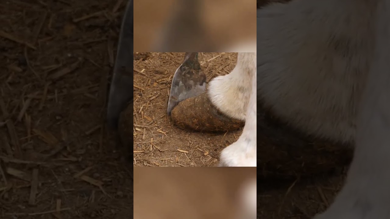 Hoof Trimming: The master used a shovel to repair the donkey's hooves, and the donkey was relaxed!