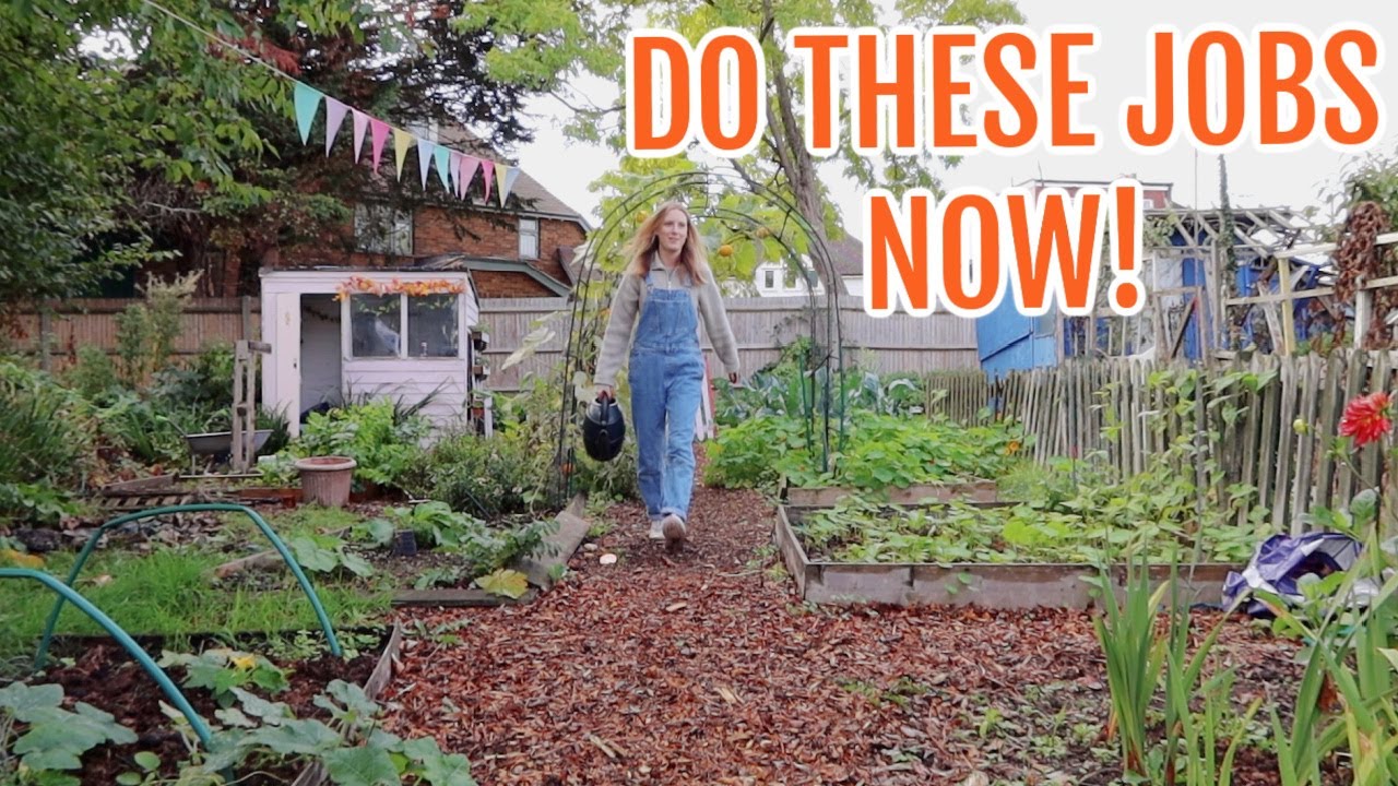 5 AUTUMN ALLOTMENT GARDEN JOBS TO DO NOW / ALLOTMENT GARDENING FOR BEGINNERS