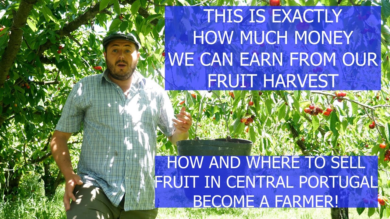HOW MUCH MONEY CAN WE EARN FROM FRUIT & WHERE WE SELL THE HARVEST ON OUR PORTUGUESE FARM / HOMESTEAD