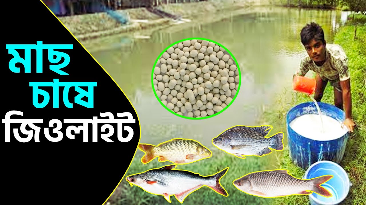 মাছ চাষে জিওলাইট || Shakib Agro || পুকুরে জিওলাইট প্রয়োগের সুবিধা || পুকুরে কেন জিওলাইট প্রয়োগ করবেন