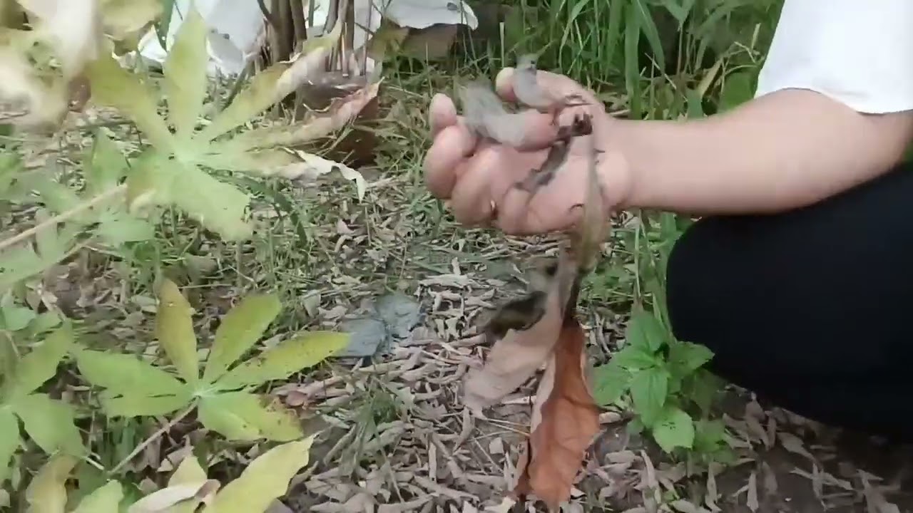plantando a mimnha mudinha da planta que eu fiz através da Folha 🌿