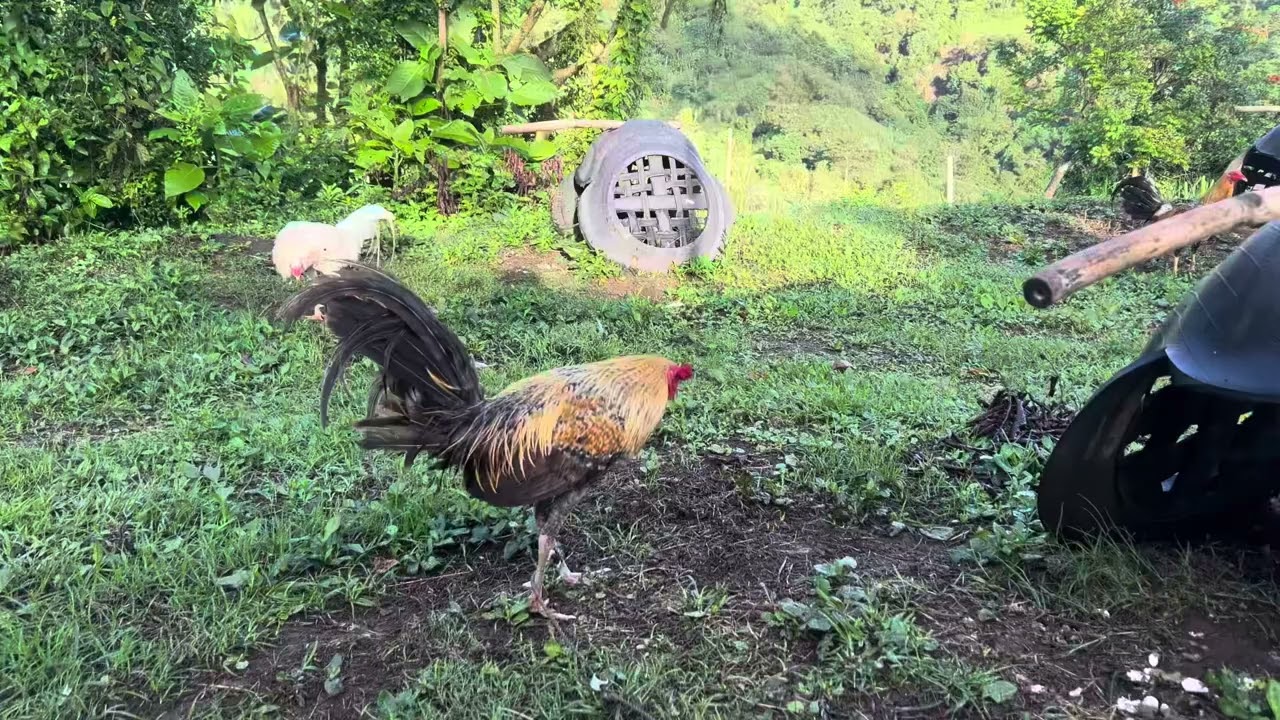 Update tayo sa farm🐓🐓🐓