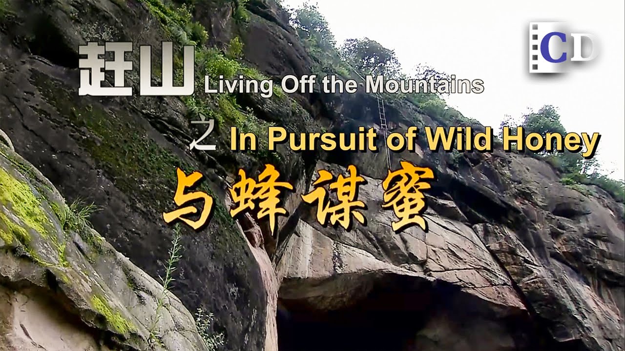 Risking Cliffs and Stings for Wild Honey | China Documentary