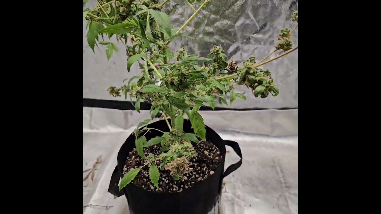 Re vegetation of marijuana.