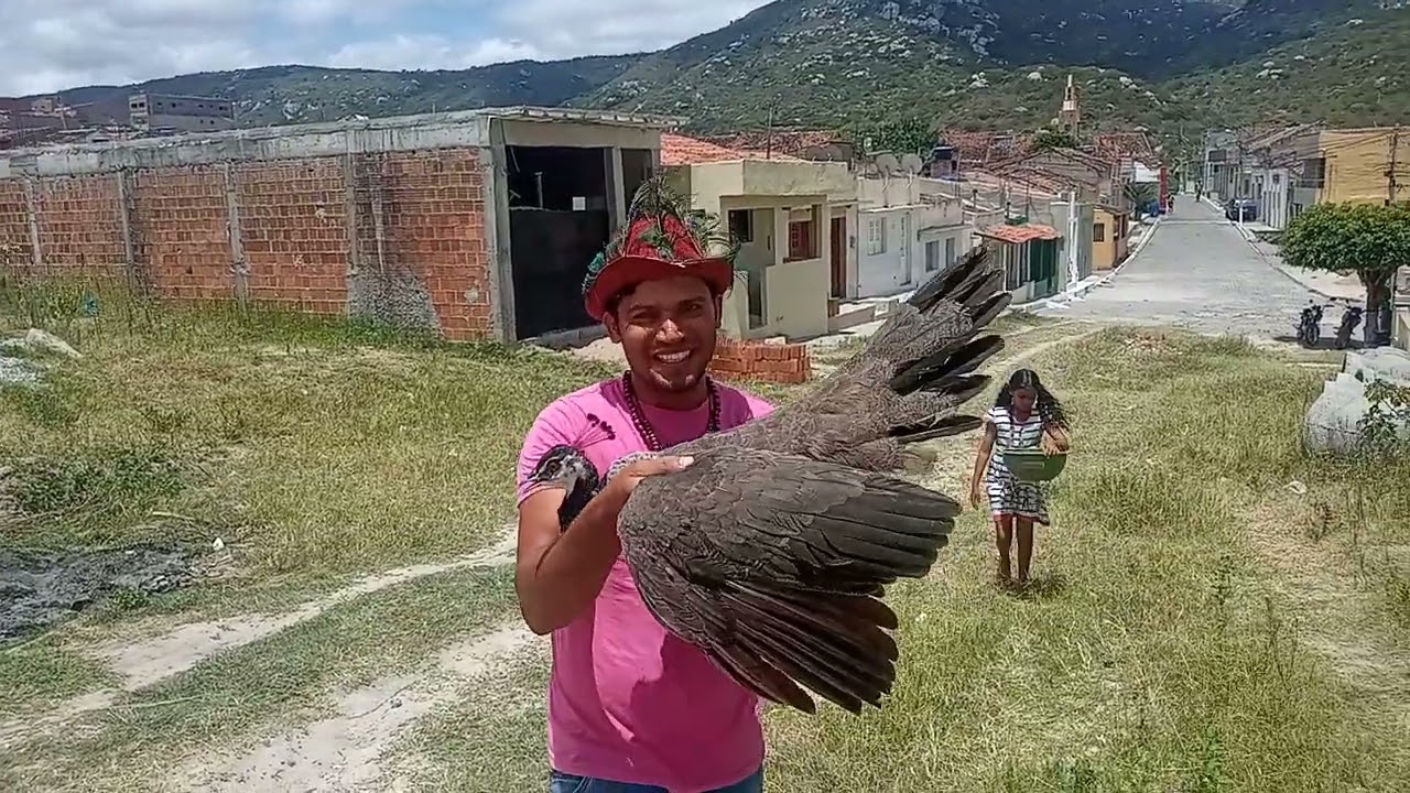 PAVÃO INDO EMBORA ELE VOLTA? Como Criar Pavões e  não ter PERCAS. Dicas  de Mestre.