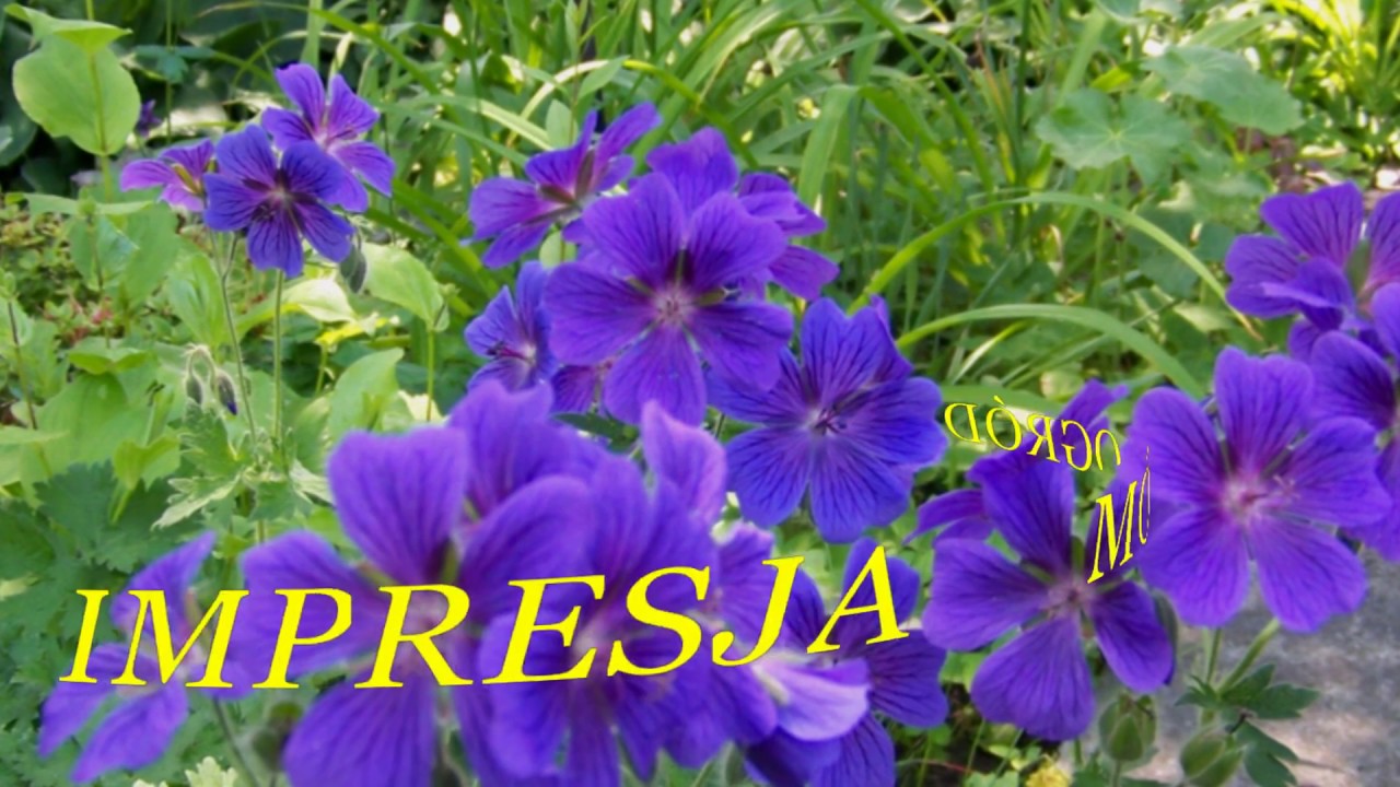 Impresja----