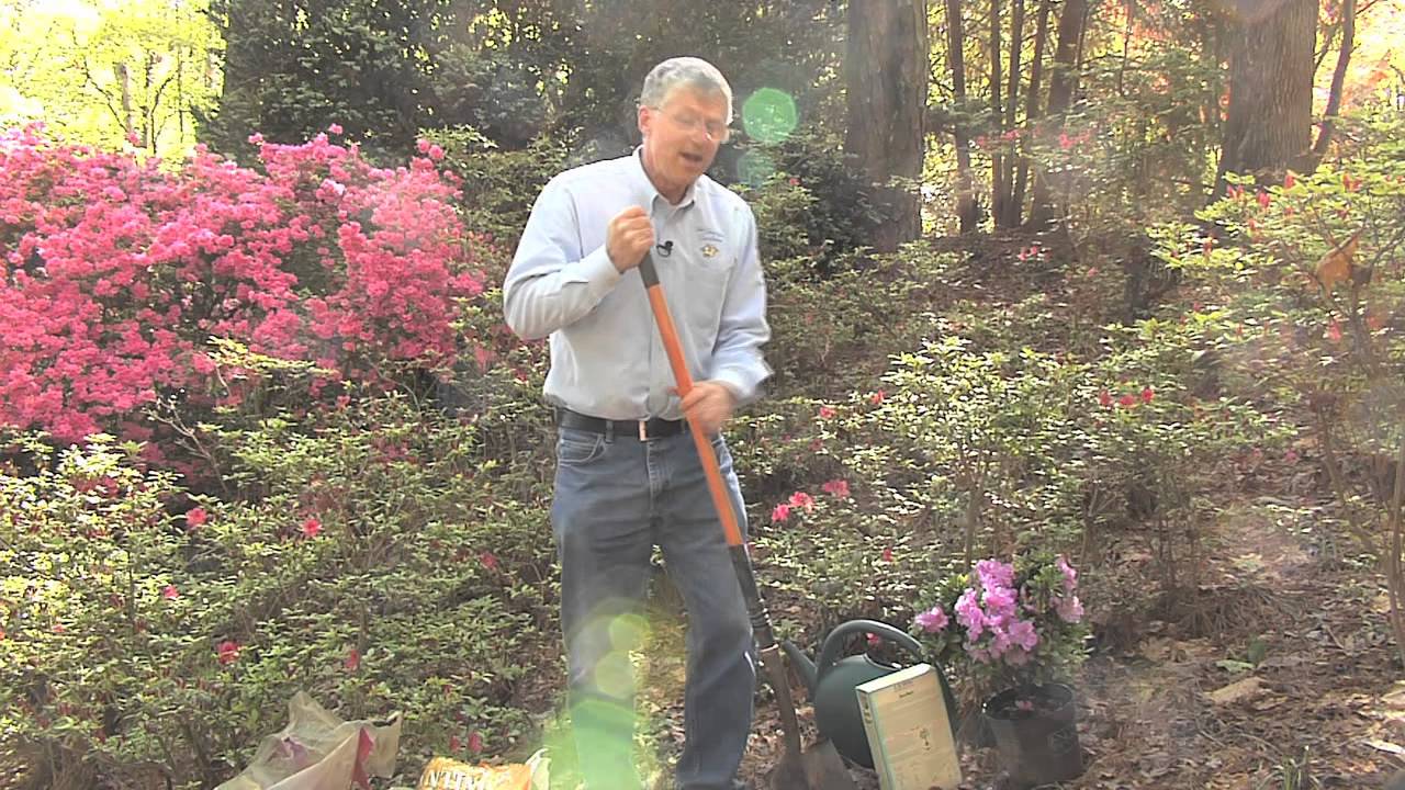 Walter Reeves – Planting Azaleas