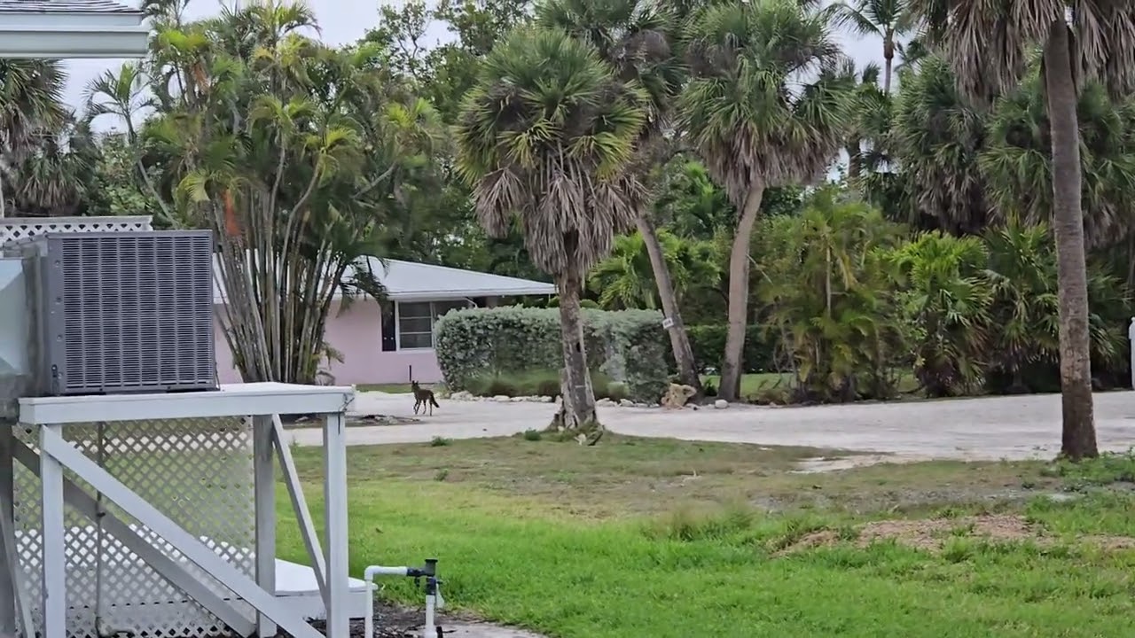 Coyote sighting Sanibel Island 