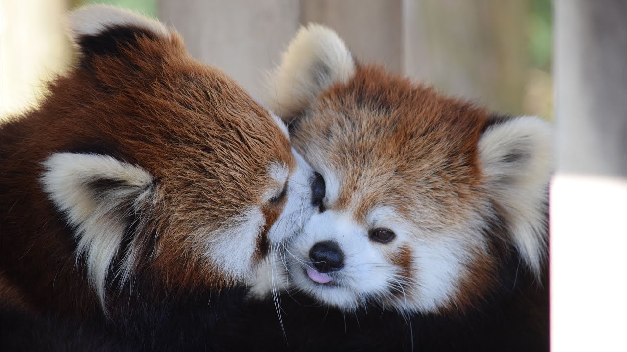 ニーコとレイファの仲良しタイム　#鯖江市西山動物園 #レッサーパンダ