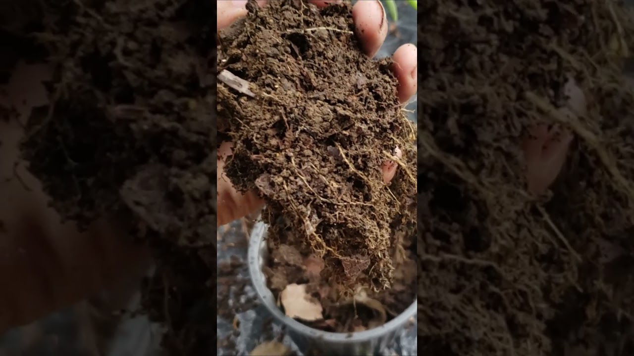 &iquest;Por qu&eacute; se seca las portulacas?/ amor de un rato, bella a las 11