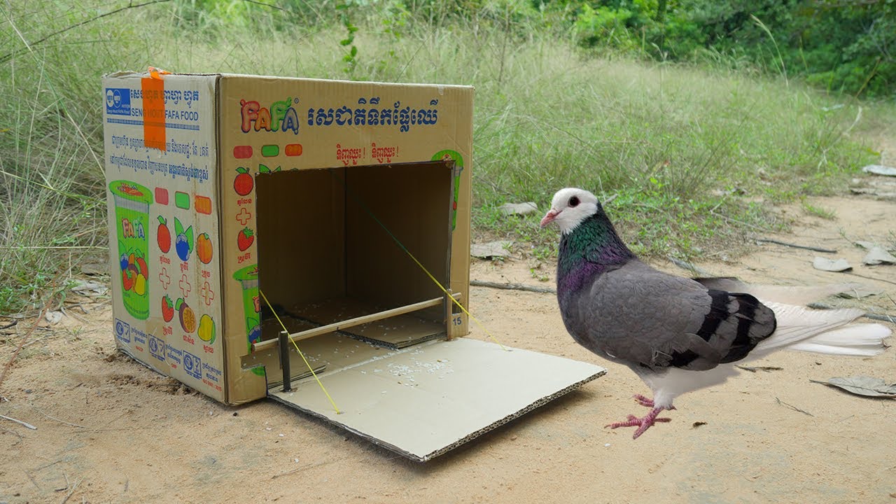 Creative Unique Quick Pigeon Trap Using Paper Box And Woods