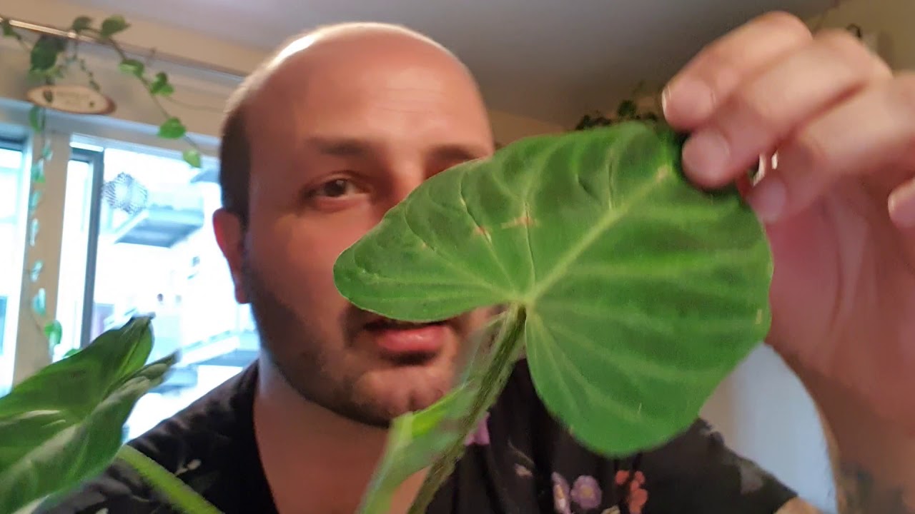 Philodendron Verrucosum