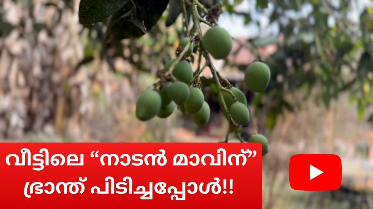 വീട്ടിലെ നാടൻ മാവിന് ഭ്രാന്ത് പിടിച്ചപ്പോൾ !!!!