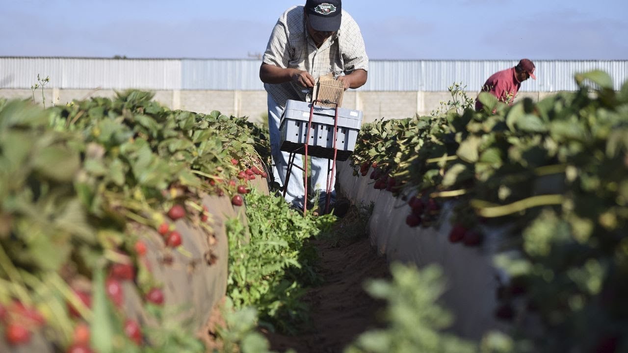 Nueva ley migratoria de Florida atemoriza a trabajadores del campo