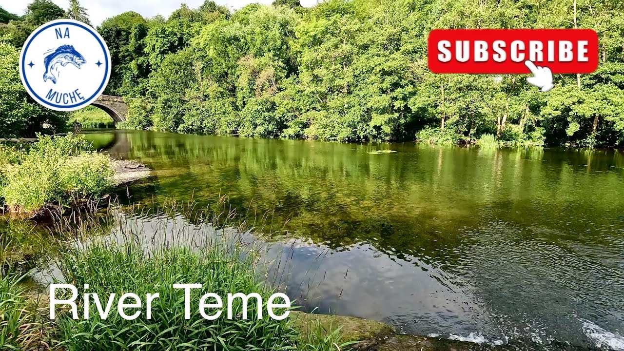 River Teme - Ludlow - Wędkarstwo muchowe w UK