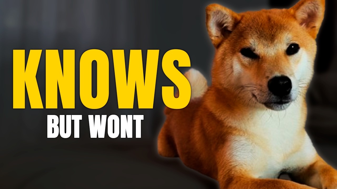 Shiba Inu Intelligence Is Not What You Think