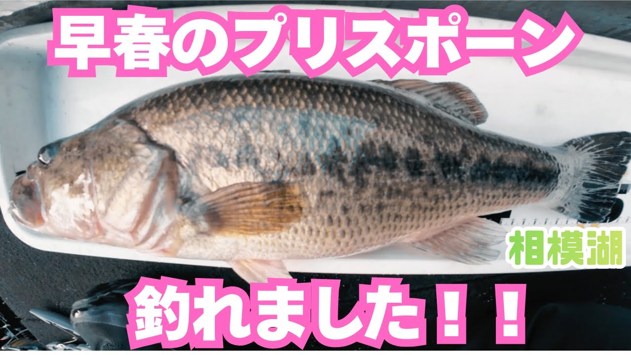 早春のプリスポーンやっと…【3月上旬　相模湖】