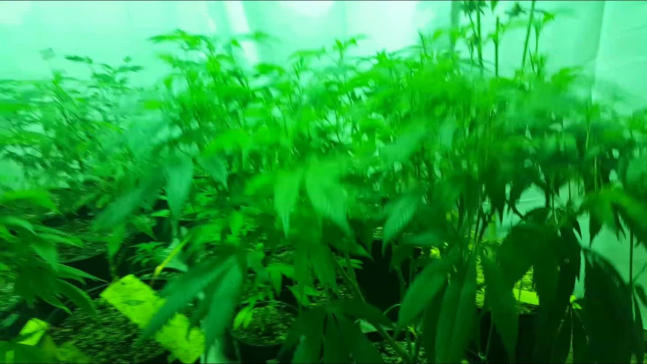 SOUR KOSHER // DNA GENETICS Notill Cannabis Grow Week 8