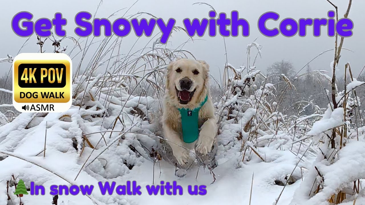 WanderingDay 10: 83 Min Misty Forest Walk with Golden Retriever Corrie | Snow Crunch ASMR 4K POV