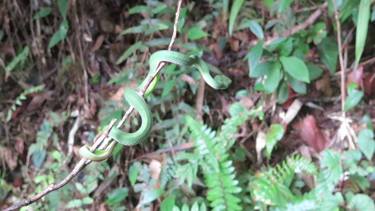 Trimeresurus (Popeia) sabahi