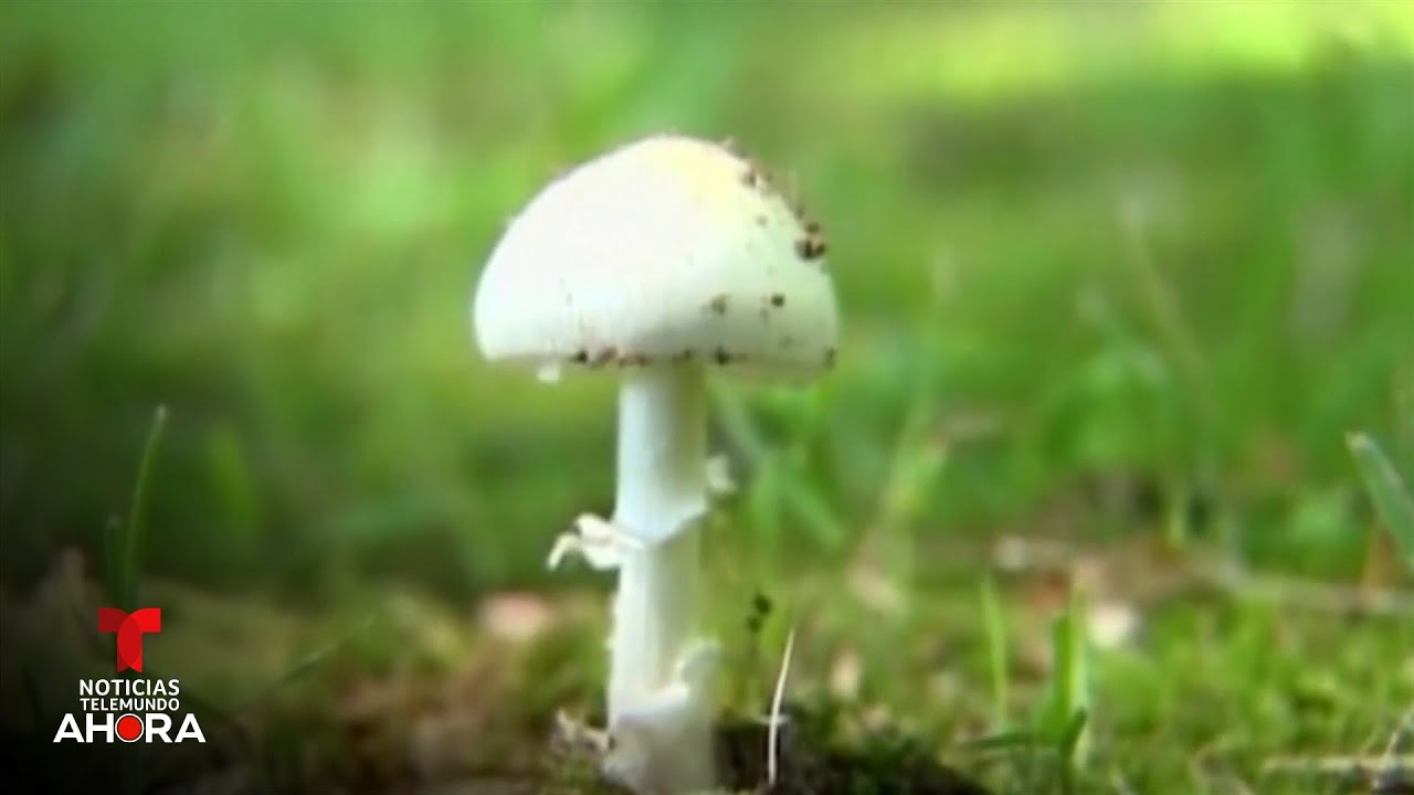 El llamado 'hongo de la muerte' ha cobrado 3 vidas y envenenado a 35 personas | Noticias Telemundo