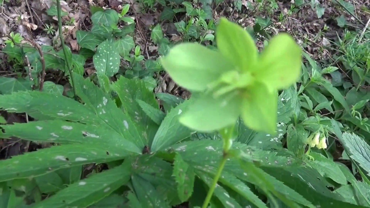 Fleurs sauvages de forêt en France en avril