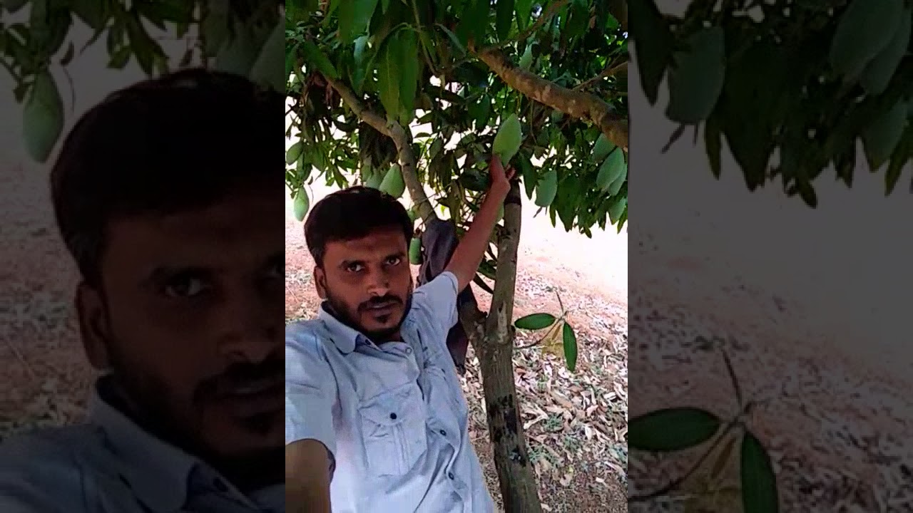 Srinivasapura Mango City World Famous @ Srinivaspur Kolar Ani 2020 Beautiful World Heritage Tourist