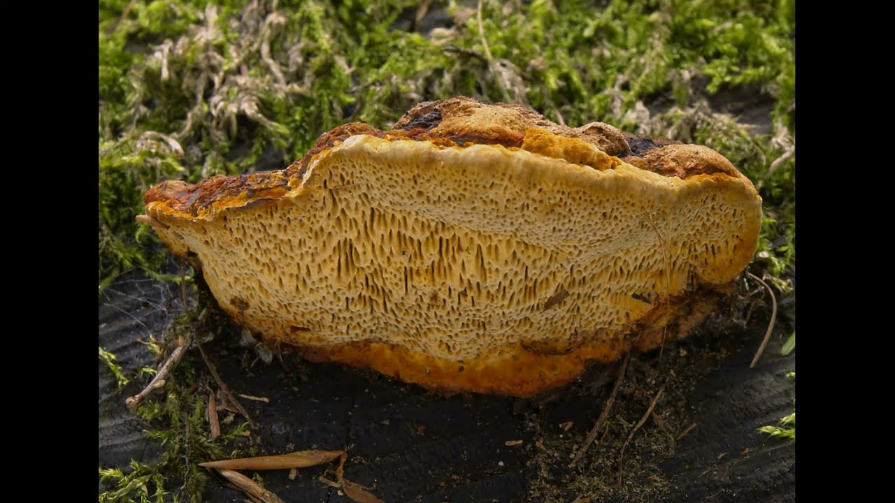 Gloeophyllum odoratum