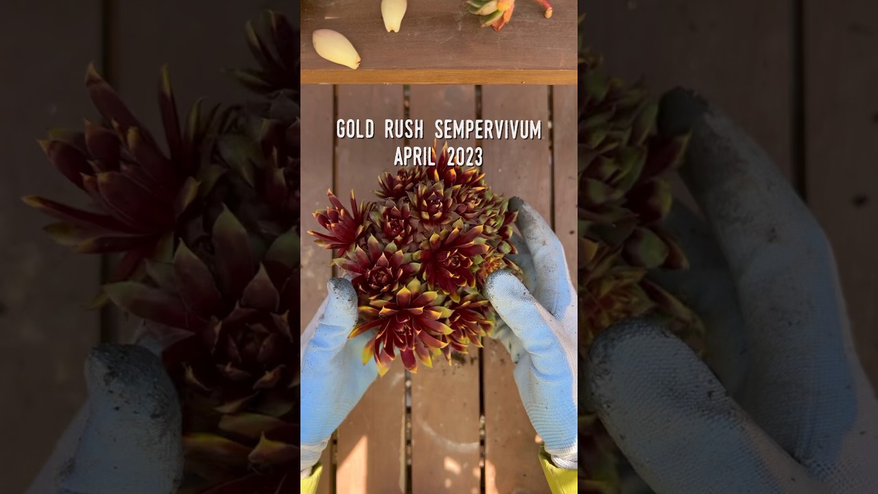 How did Gold Rush Sempervivum transforms into Gold Nugget Sempervivum!? 🤯 #succulents #sempervivum