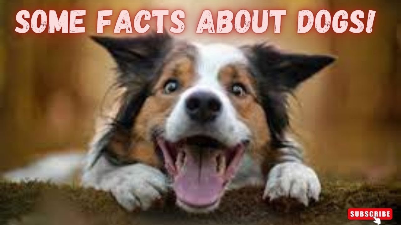 Some Facts About Dog You Need to Know! - Discovery Channel - Dog Breeds
