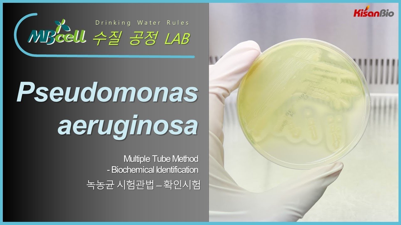MBcell 먹는물수질공정시험기준 녹농균-시험관법 확인시험 실험하기! (Pseudomonas aeruginosa)