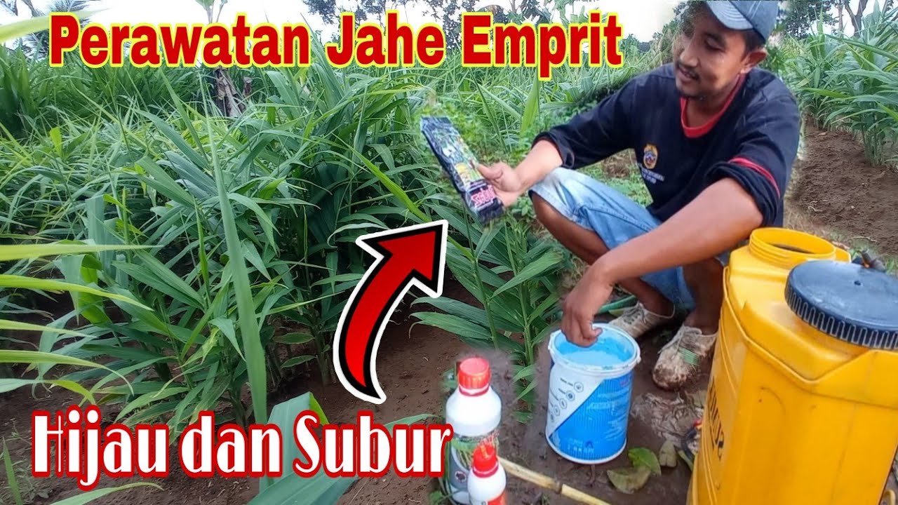Perawatan Jahe Emprit Agar Terhindar dari Bercak Daun