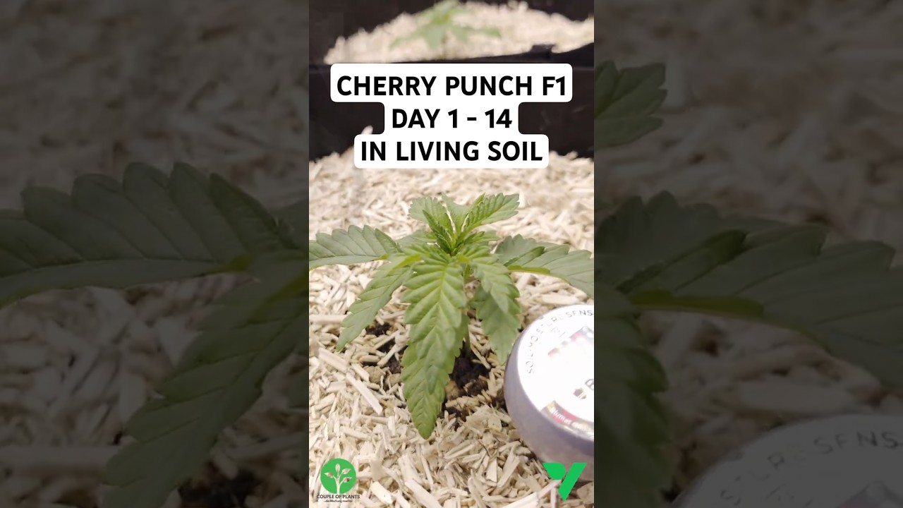 Cherry Punch F1 Tag 1 - 14 in Living Soil von Couple of Plants - VIVOSUN Smart Tent Kit Pro