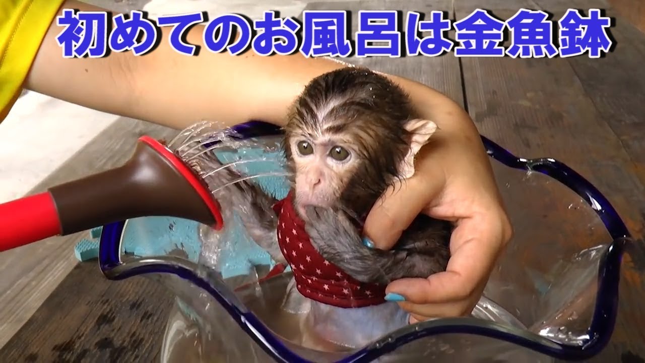 メッチャ可愛い赤ちゃん猿きぬ第③話初めての お風呂は金魚鉢Very cute baby monkeyEpisode3 The first bath is a fish bowl