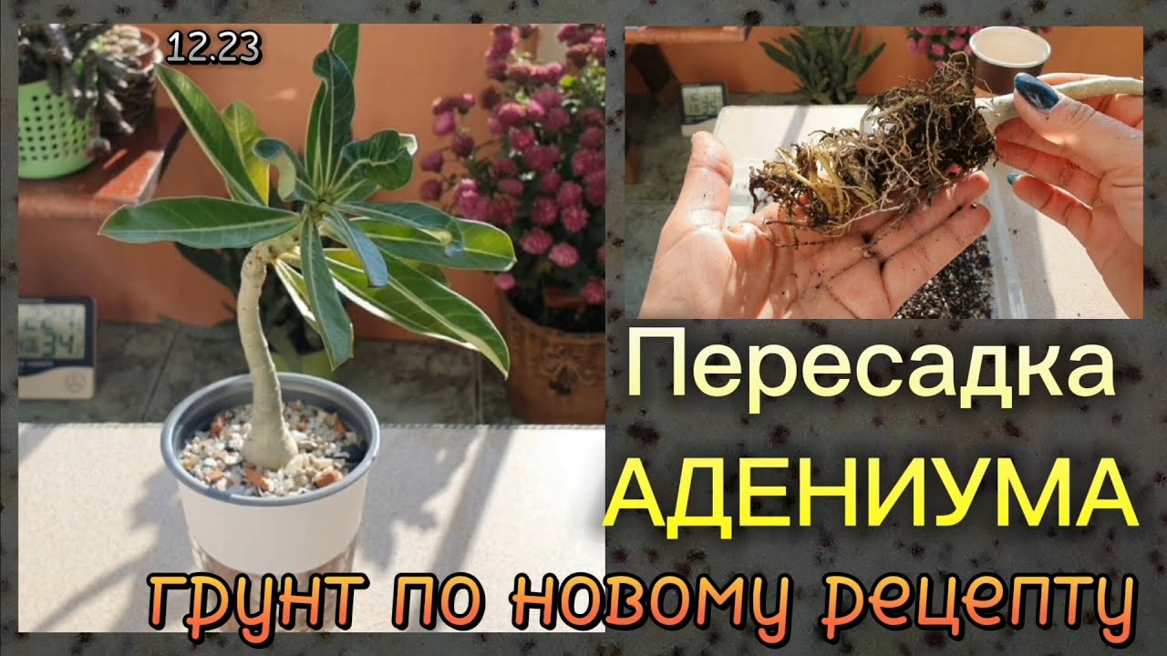 Мой новый грунт для Адениумов  Пересадка Сеянца  И немного цветочков