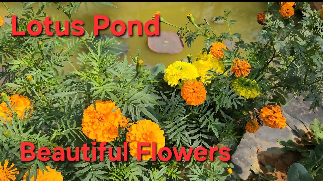 LOTUS PLANTATIONAT AT HOME WITH FISH.🪷 GARDEN AND WATERGARDRN 🏵 FLOWERS BLOOMED AT THE GARDEN 💐