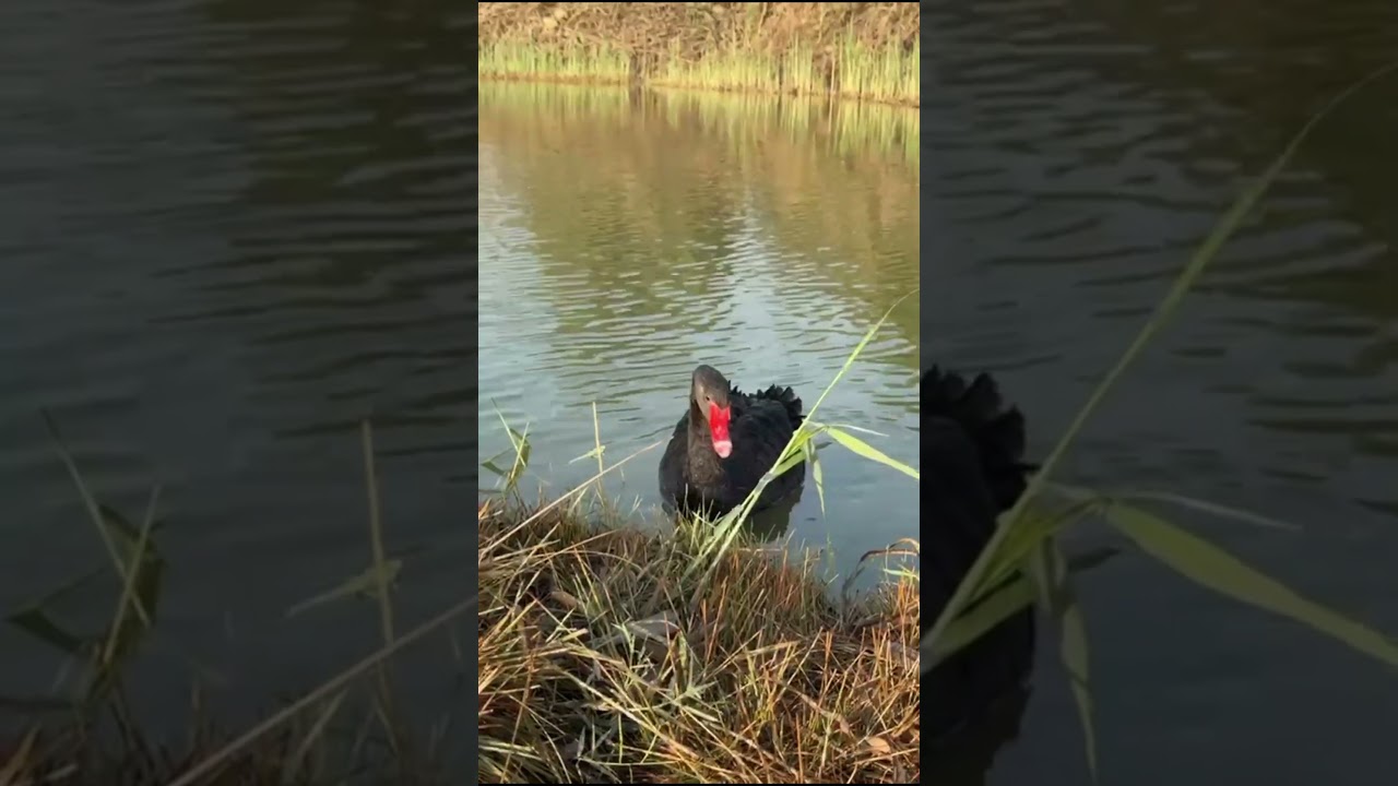 THE BLACK SWAN 